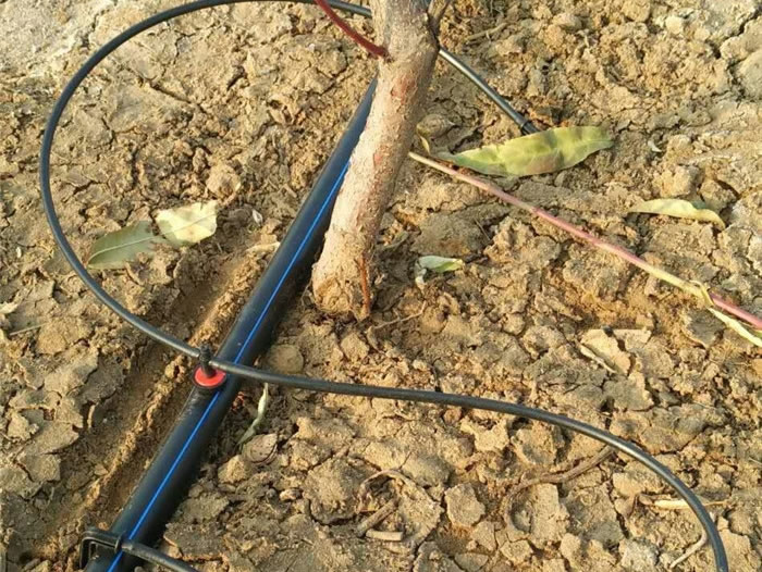 ����ιస��